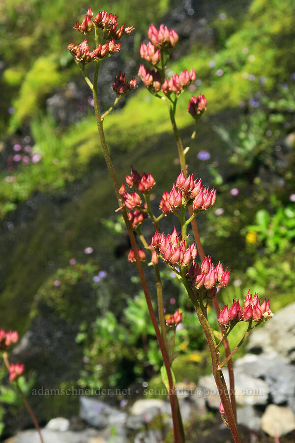 leather-leaf saxifrage seed pods (Leptarrhena pyrolifolia (Saxifraga pyrolifolia)) [below Yellow Aster Butte, Mt. Baker Wilderness, Whatcom County, Washington]