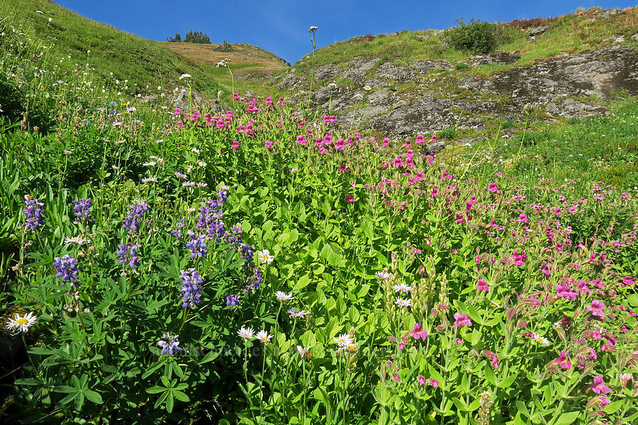 wildflowers [Yellow Aster Butte Trail, Mt. Baker Wilderness, Whatcom County, Washington]