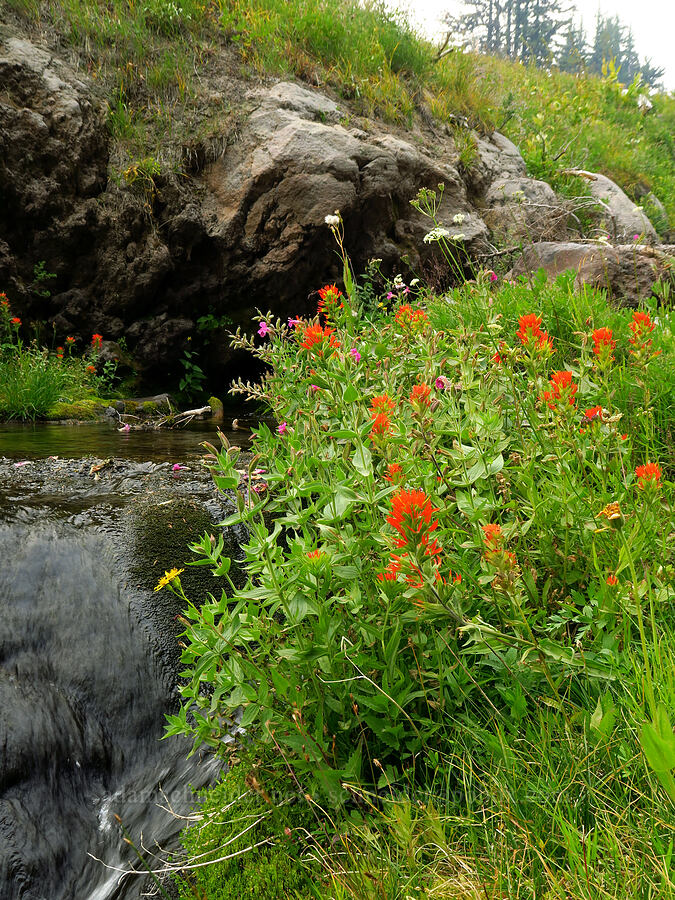 stream-side wildflowers (Castilleja suksdorfii, Senecio triangularis, Erythranthe lewisii (Mimulus lewisii), Ligusticum grayi) [Mt. Hood Meadows, Mt. Hood National Forest, Hood River County, Oregon]