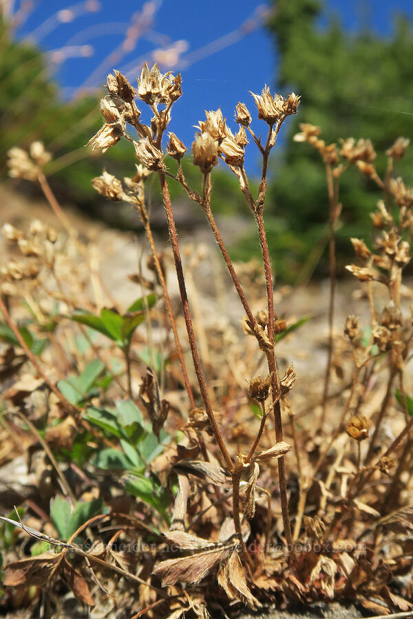 creeping sibbaldia, gone to seed (Sibbaldia procumbens (Potentilla sibbaldii)) [Mt. Washington Trail, Olympic National Forest, Mason County, Washington]