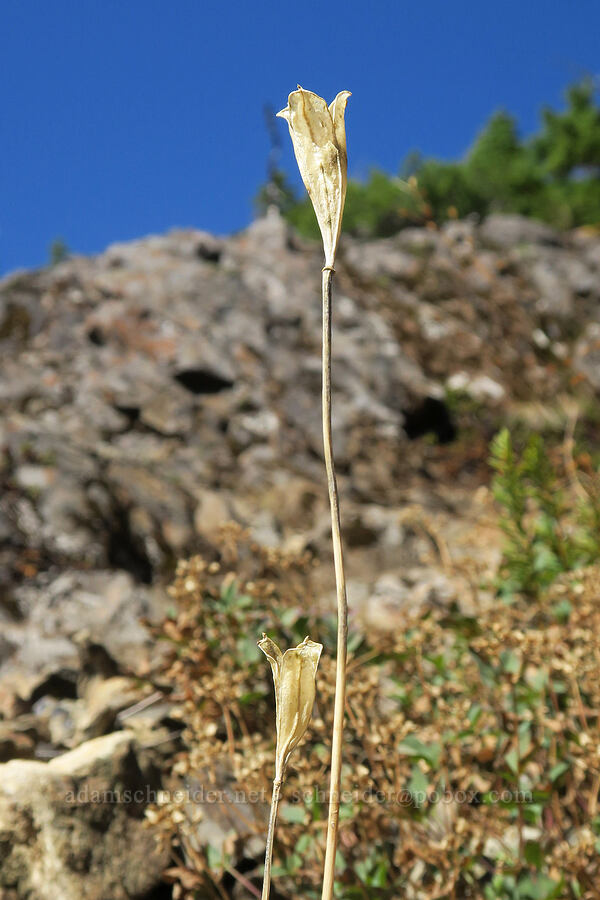 avalanche lily seed pods (Erythronium montanum) [Mt. Washington Trail, Olympic National Forest, Mason County, Washington]