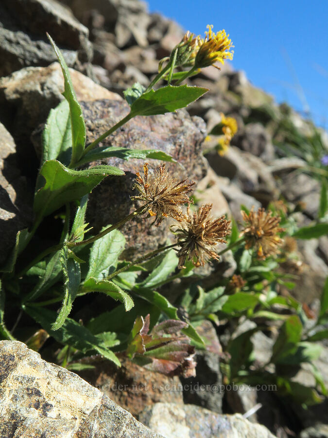 streambank arnica, going to seed (Arnica lanceolata ssp. prima (Arnica amplexicaulis)) [Mt. Washington Trail, Olympic National Forest, Mason County, Washington]
