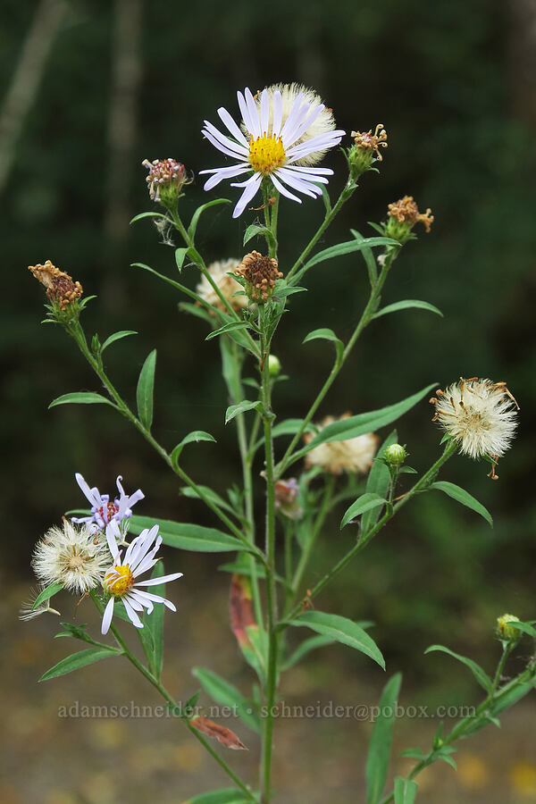 Douglas' aster (Symphyotrichum subspicatum (Aster subspicatus)) [Rooster Rock State Park, Multnomah County, Oregon]