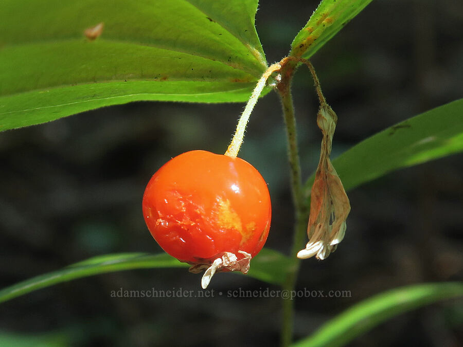 Hooker's fairy-bells fruit (Prosartes hookeri (Disporum hookeri)) [Sleeping Beauty Trail, Gifford Pinchot National Forest, Skamania County, Washington]