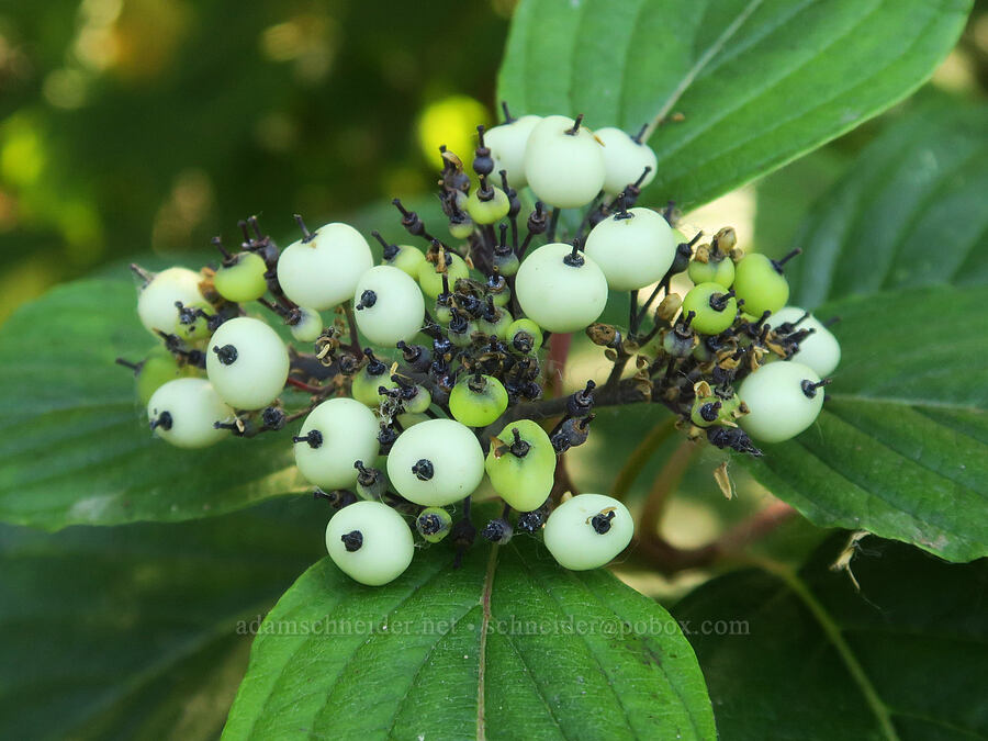red-osier dogwood berries (Cornus sericea) [Smith & Bybee Wetlands, Portland, Multnomah County, Oregon]