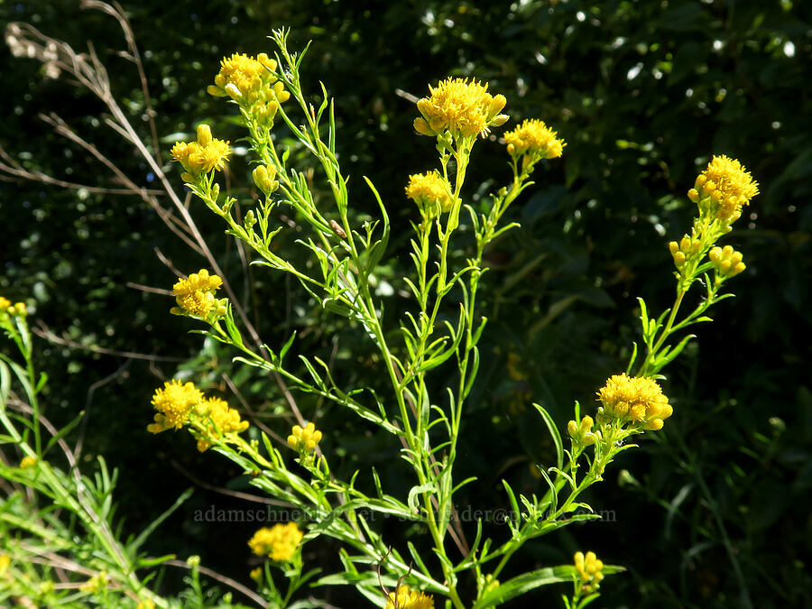 western goldentop/goldenrod (Euthamia occidentalis (Solidago occidentalis)) [Smith & Bybee Wetlands, Portland, Multnomah County, Oregon]