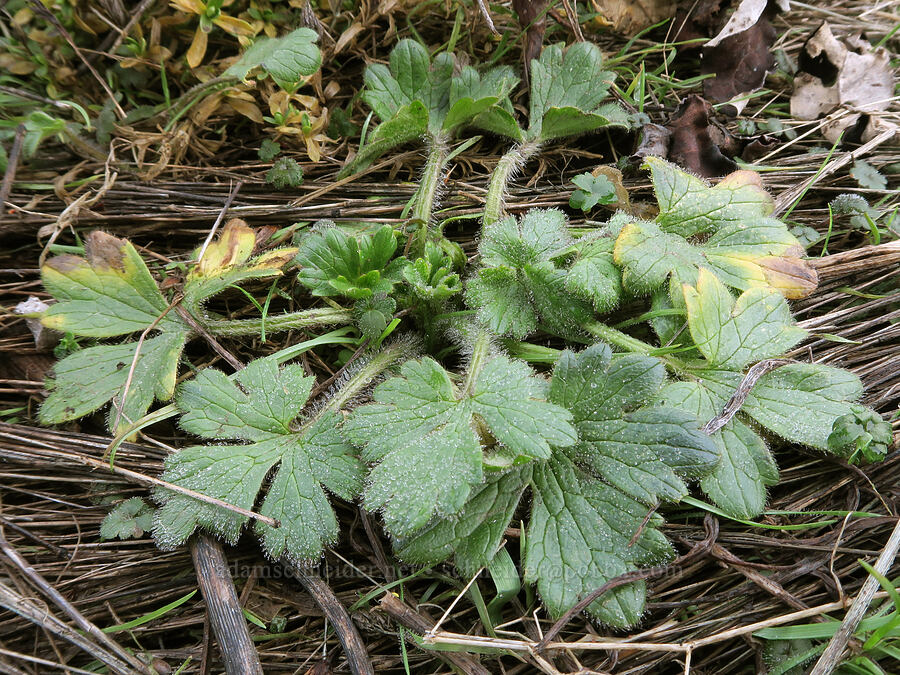 western buttercup leaves (Ranunculus occidentalis) [Dog Mountain Trail, Gifford Pinchot National Forest, Skamania County, Washington]