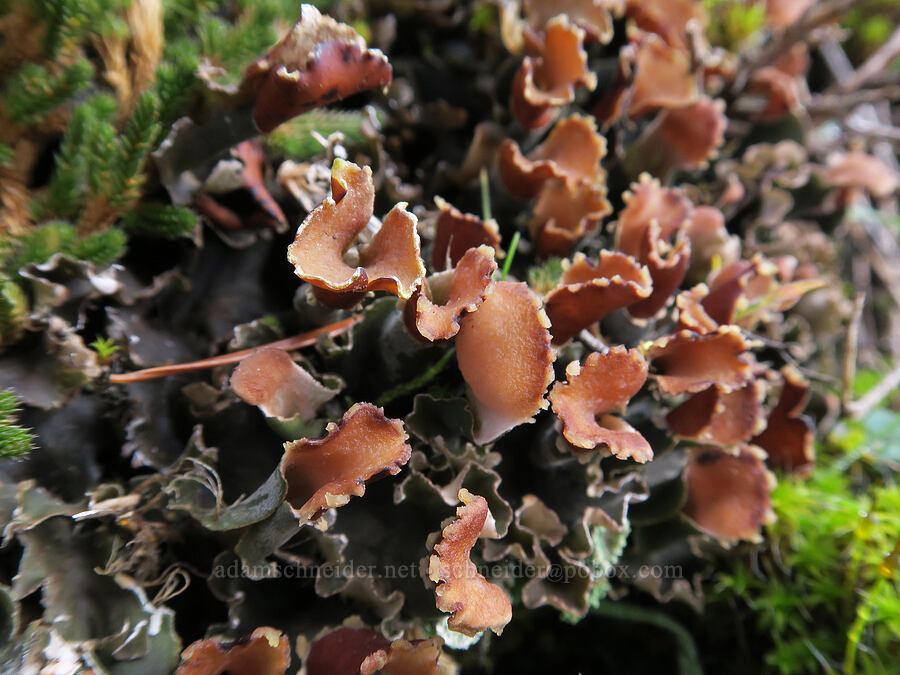 pelt lichen (Peltigera sp.) [Dog Mountain Trail, Gifford Pinchot National Forest, Skamania County, Washington]