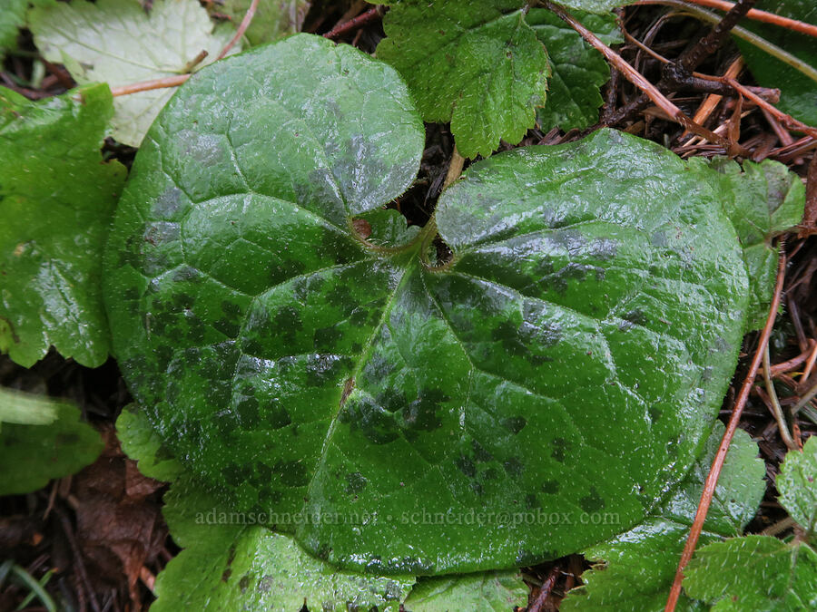 wild ginger leaf (Asarum caudatum) [Dog-Augspurger Tie Trail, Gifford Pinchot National Forest, Skamania County, Washington]