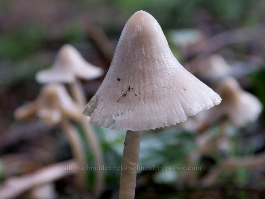mushroom [Dog-Augspurger Tie Trail, Gifford Pinchot National Forest, Skamania County, Washington]