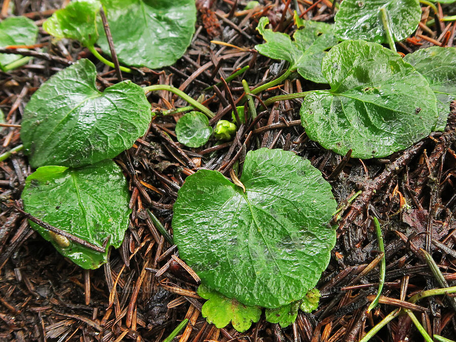 evergreen violet leaves (Viola sempervirens) [Augspurger Trail, Gifford Pinchot National Forest, Skamania County, Washington]