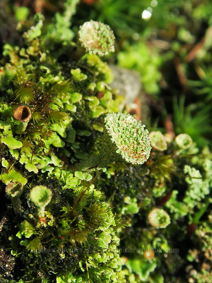 pixie cup lichen (Cladonia sp.) [Augspurger Trail, Gifford Pinchot National Forest, Skamania County, Washington]