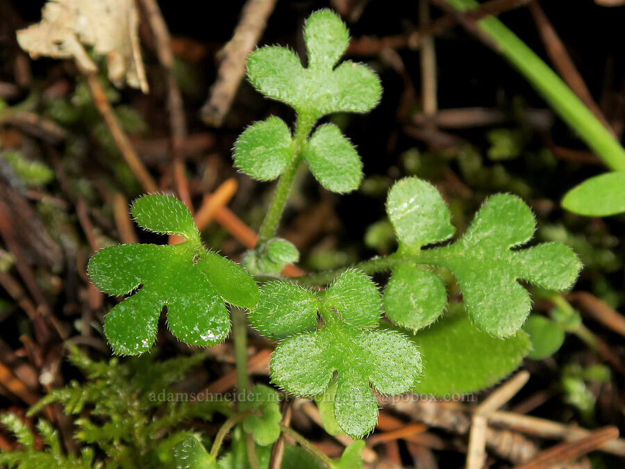 small-flowered nemophila leaves (Nemophila parviflora) [Augspurger Trail, Gifford Pinchot National Forest, Skamania County, Washington]