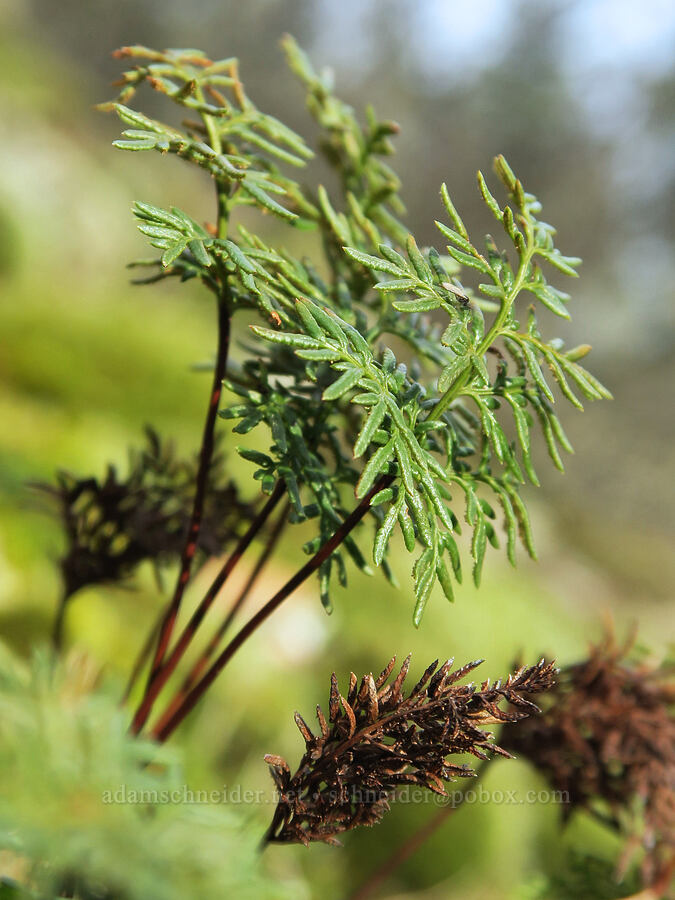 Indian's dream fern (Aspidotis densa) [Augspurger Trail, Gifford Pinchot National Forest, Skamania County, Washington]