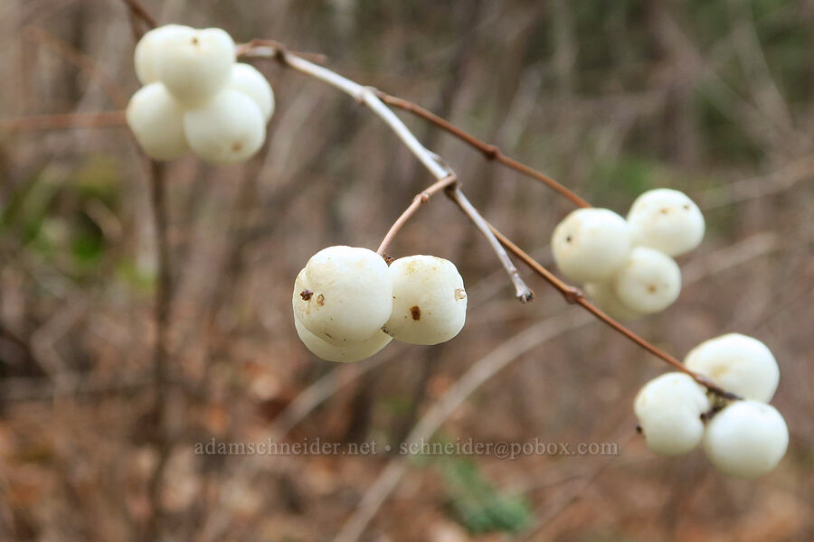 snowberries (Symphoricarpos albus) [Augspurger Trail, Gifford Pinchot National Forest, Skamania County, Washington]