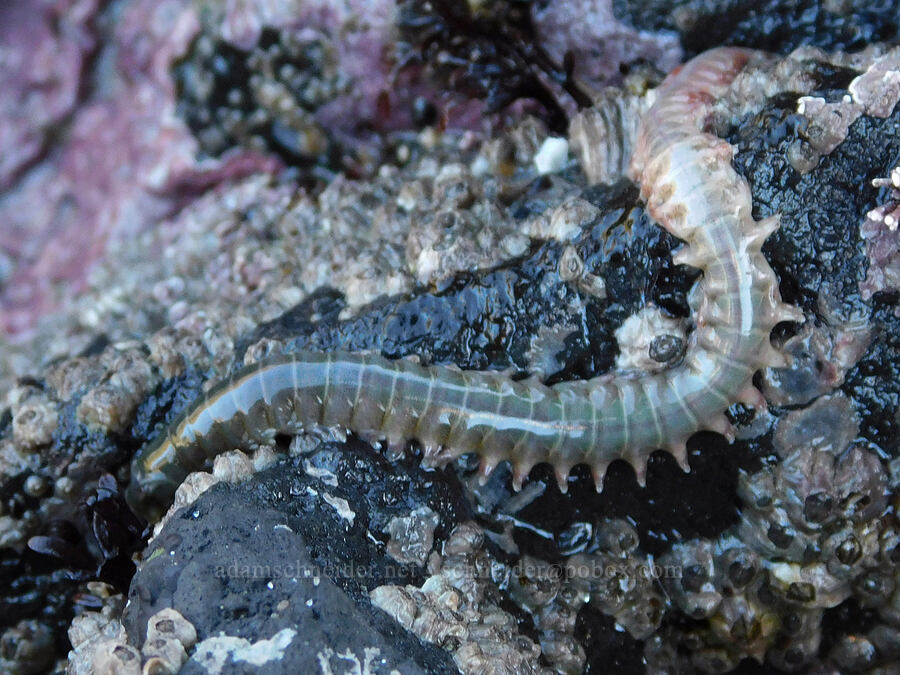 polychaete worm [Cobble Beach, Yaquina Head Outstanding Natural Area, Lincoln County, Oregon]