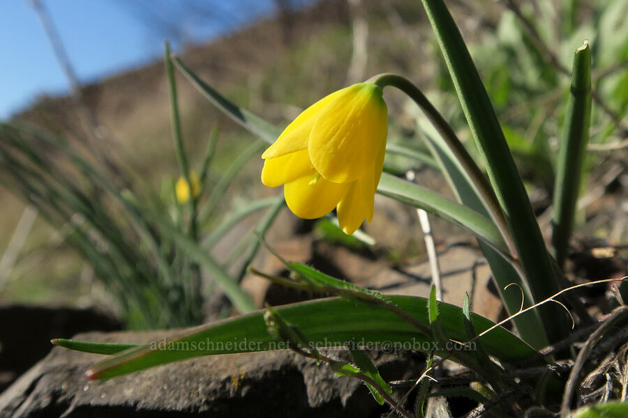 yellow bells (Fritillaria pudica) [Doug's Beach State Park, Klickitat County, Washington]