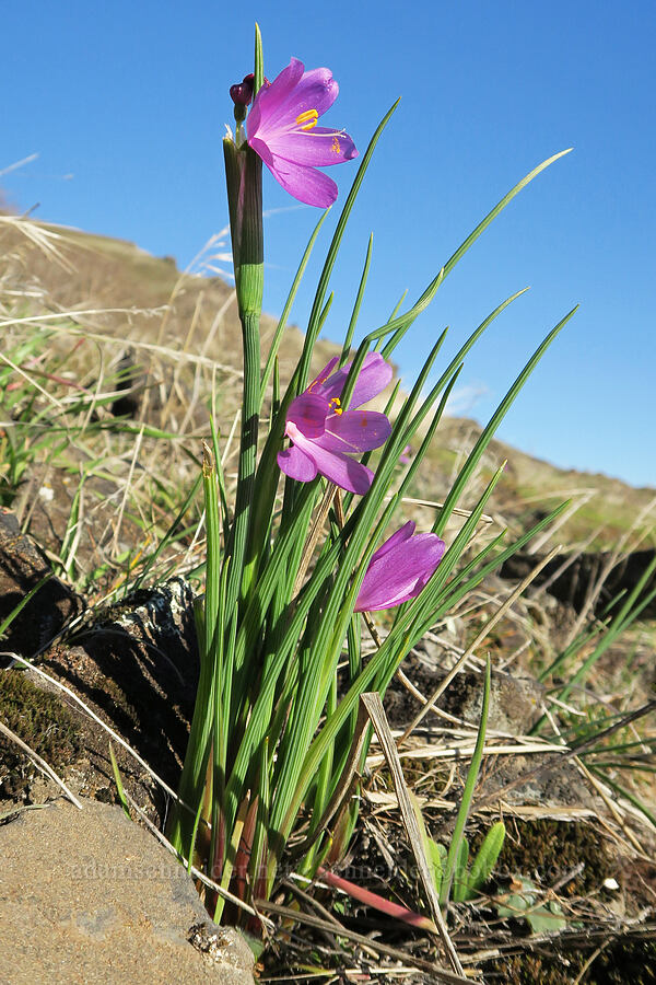 grass-widows (Olsynium douglasii) [Doug's Beach State Park, Klickitat County, Washington]