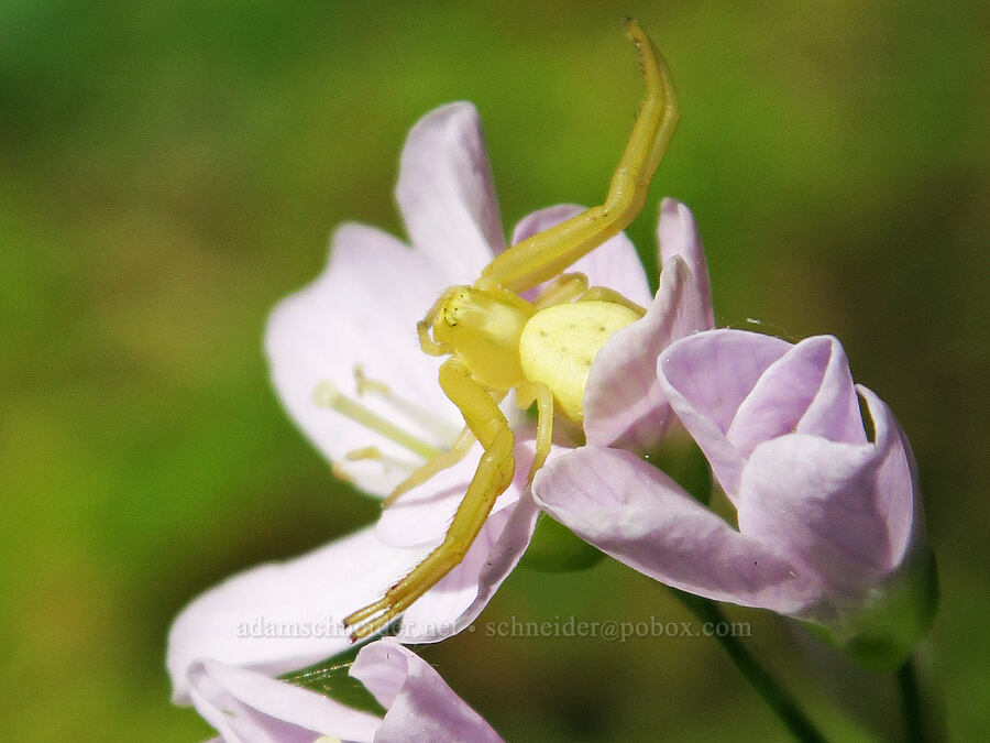 crab spider on oaks toothwort (Misumena vatia, Cardamine nuttallii) [Shotgun Creek Recreation Site, Lane County, Oregon]