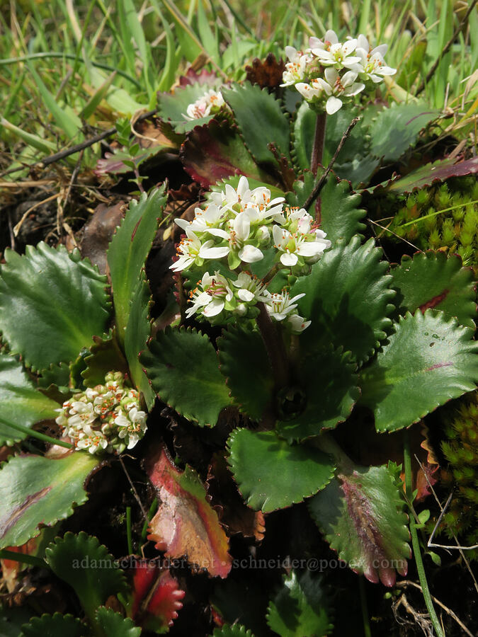 rusty-hair saxifrage (Micranthes rufidula (Saxifraga occidentalis ssp. rufidula)) [Horse Rock Ridge, Linn County, Oregon]