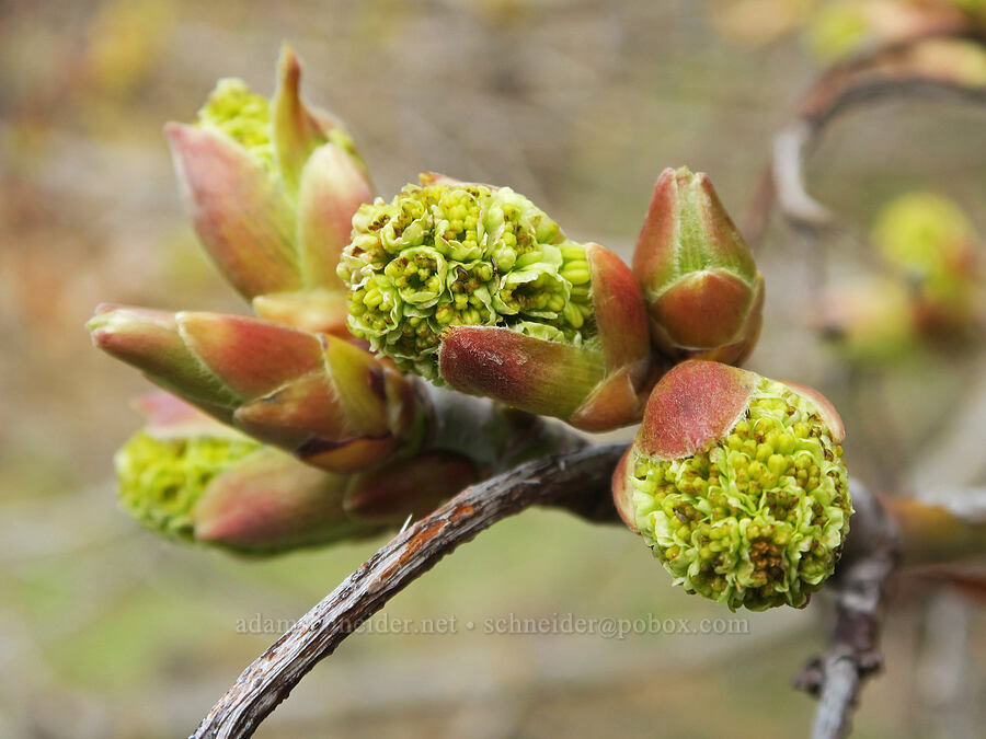 big-leaf maple flowers (Acer macrophyllum) [Lyle Convict Road, Klickitat County, Washington]