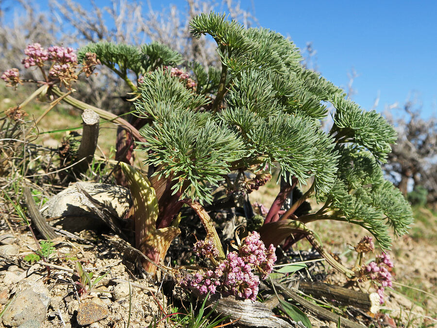Columbia desert parsley (Lomatium columbianum) [Mill Creek Ridge Preserve, Wasco County, Oregon]