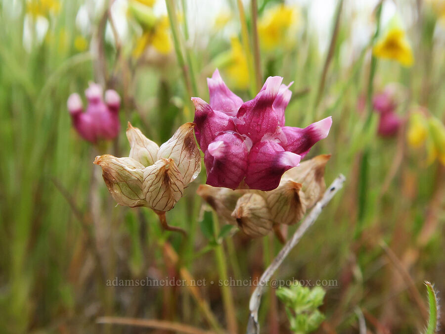 cow-bag clover (Trifolium depauperatum) [Agate Desert Preserve, Jackson County, Oregon]