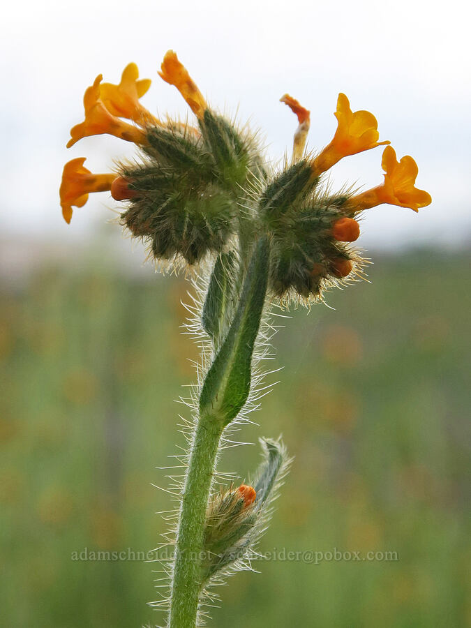 fiddleneck (Amsinckia intermedia (Amsinckia menziesii var. intermedia)) [Agate Desert Preserve, Jackson County, Oregon]