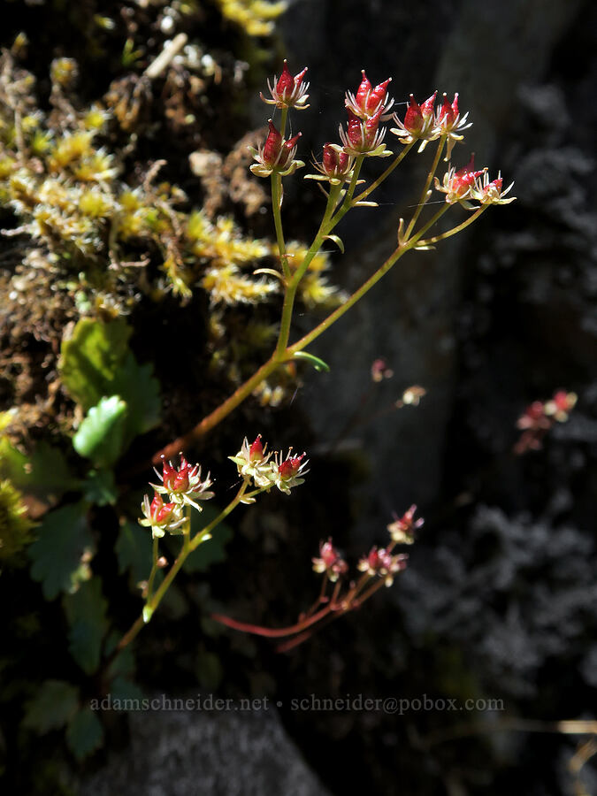 Howell's saxifrage, going to seed (Micranthes howellii (Saxifraga howellii)) [Illinois River Trail, Rogue River-Siskiyou National Forest, Josephine County, Oregon]
