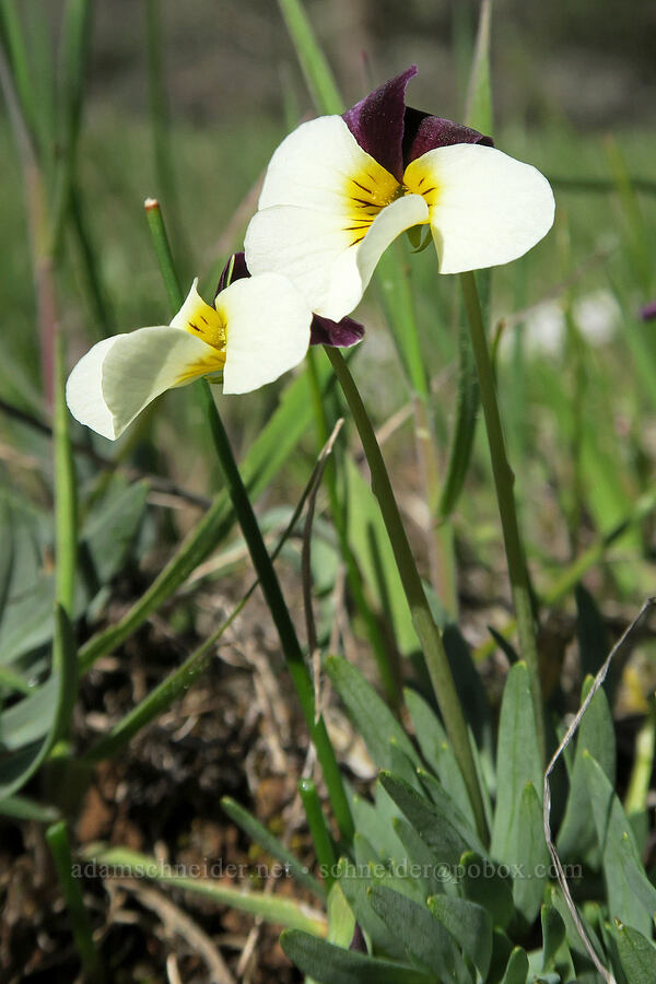 Oregon violets (Viola hallii) [French Flat ACEC, Josephine County, Oregon]