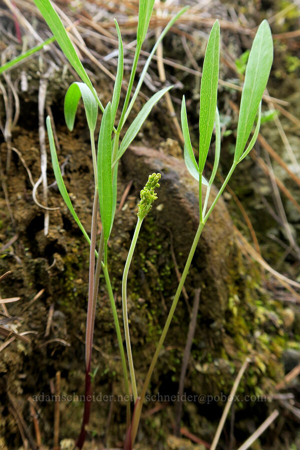 nine-leaf desert parsley, budding (Lomatium triternatum) [Waldo-Takilma ACEC, Josephine County, Oregon]
