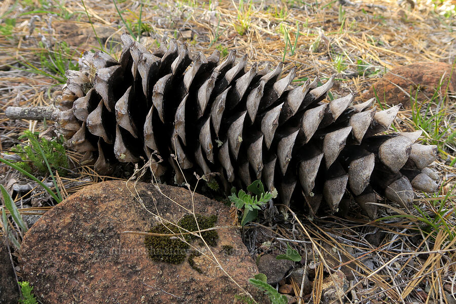 sugar pine cone (Pinus lambertiana) [Forest Road 4402, Josephine County, Oregon]