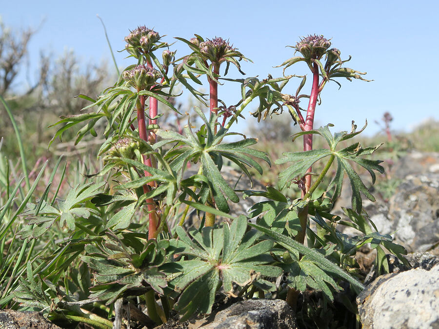 desert larkspur, budding (Delphinium andersonii (Delphinium scaposum var. andersonii)) [Rooper Road, Wasco County, Oregon]