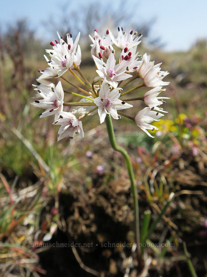 rock onion (Allium macrum) [Rooper Road, Wasco County, Oregon]