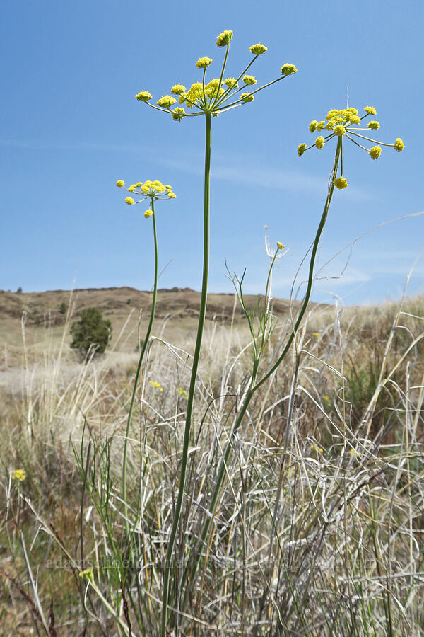 very tall nine-leaf desert parsley (Lomatium triternatum var. triternatum) [Spring Basin Wilderness, Wheeler County, Oregon]