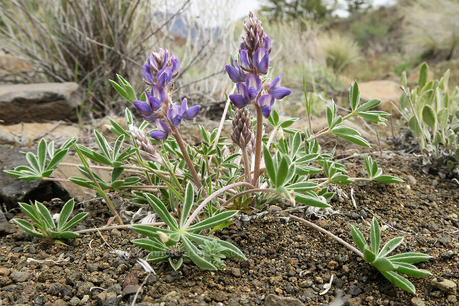 dry-ground lupine (Lupinus lepidus var. aridus (Lupinus aridus)) [Black Canyon, Sutton Mountain WSA, Wheeler County, Oregon]