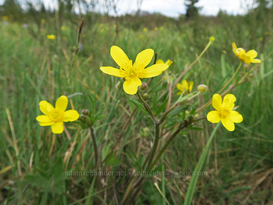 buttercups (Ranunculus occidentalis) [Scatter Creek Wildlife Area, Thurston County, Washington]
