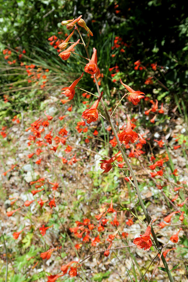 red larkspur (Delphinium nudicaule) [Rogue River Trail, Josephine County, Oregon]