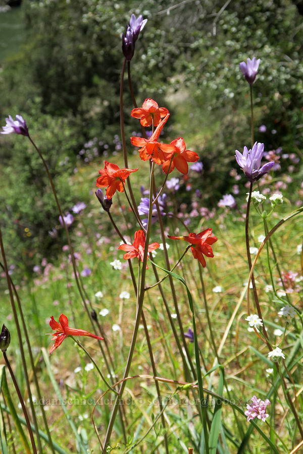red larkspur & blue dicks (Delphinium nudicaule, Dipterostemon capitatus (Dichelostemma capitatum)) [Rogue River Trail, Josephine County, Oregon]