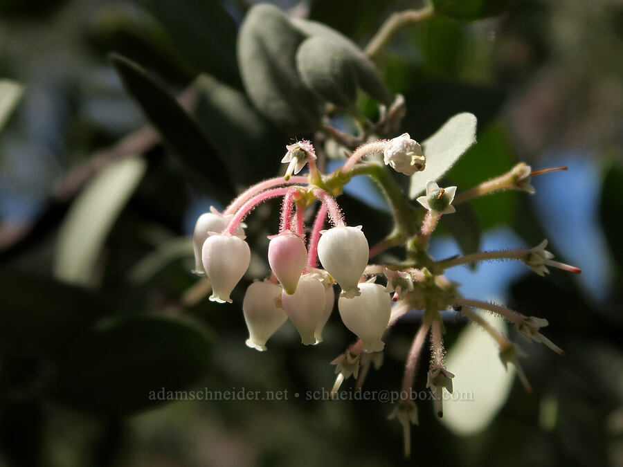 hybrid manzanita (Arctostaphylos canescens x viscida) [Rogue River Trail, Josephine County, Oregon]