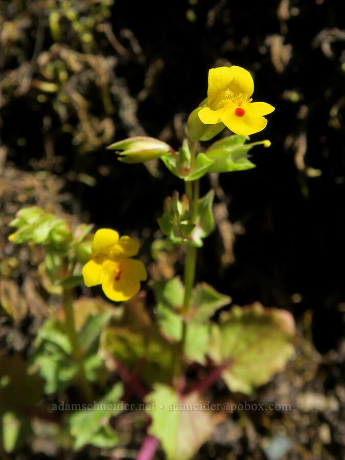 long-nose monkeyflower (Erythranthe nasuta (Mimulus guttatus var. nasutus)) [Rainie Falls, Josephine County, Oregon]