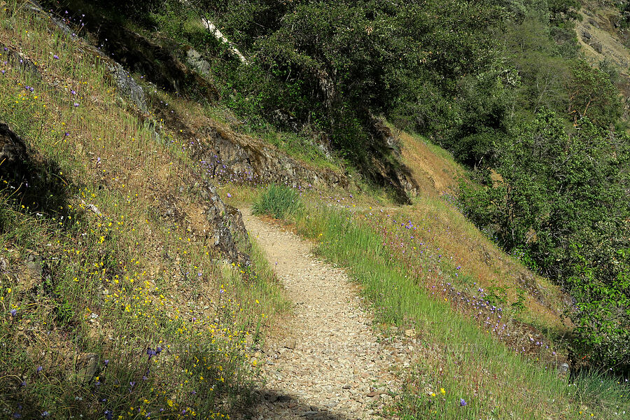 trail through wildflowers (Madia elegans, Dipterostemon capitatus (Dichelostemma capitatum), Plectritis congesta, Cryptantha sp.) [Rogue River Trail, Josephine County, Oregon]
