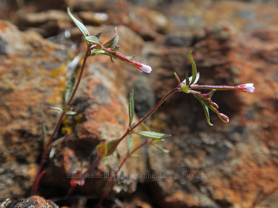 small-flowered willow-herb (Epilobium minutum) [Red Gulch, Siskiyou County, California]