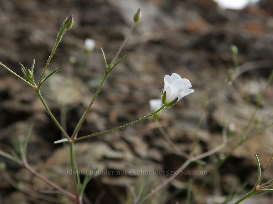 Douglas' stitchwort (Minuartia douglasii (Sabulina douglasii) (Arenaria douglasii)) [Red Gulch, Siskiyou County, California]