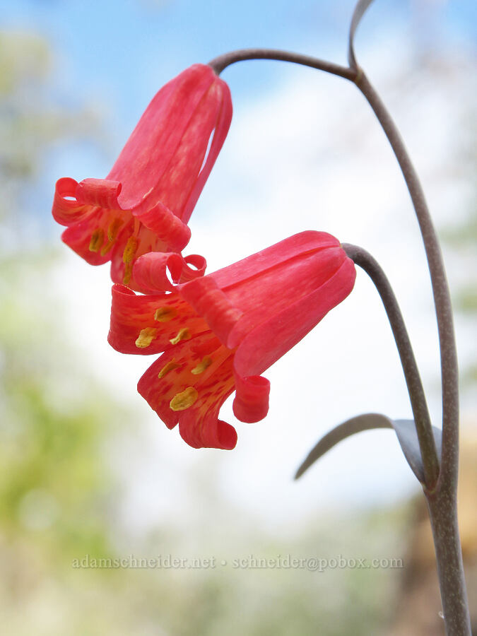 red bells (scarlet fritillary) (Fritillaria recurva) [Red Gulch, Siskiyou County, California]