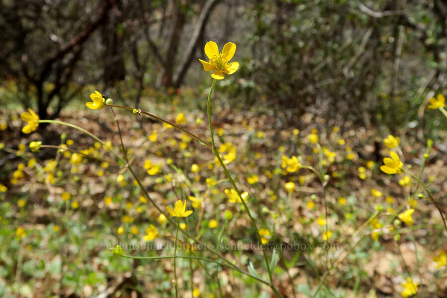 western buttercups (Ranunculus occidentalis) [Red Gulch, Siskiyou County, California]