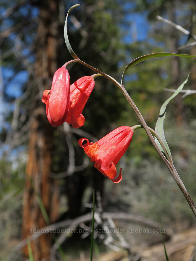 red bells (scarlet fritillary) (Fritillaria recurva) [Klamath National Forest, Siskiyou County, California]
