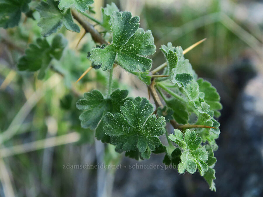 desert gooseberry leaves (Ribes velutinum (Grossularia velutina)) [Shasta Valley Wildlife Area, Siskiyou County, California]