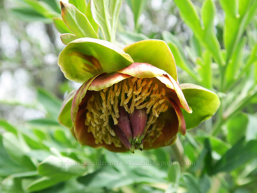 Brown's peony (Paeonia brownii) [Hulls Gulch Interpretive Trail, Ada County, Idaho]
