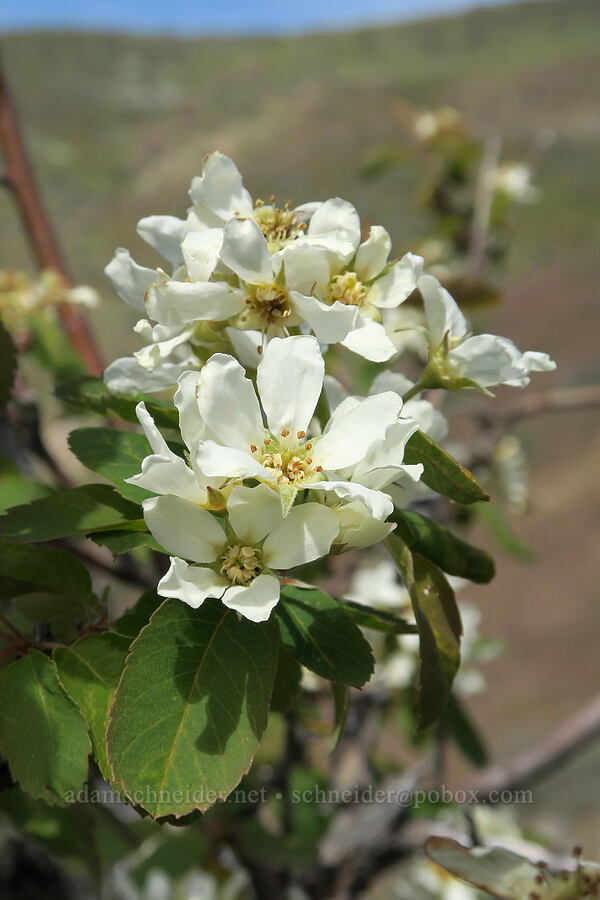 serviceberry flowers (Amelanchier alnifolia) [Hulls Gulch Interpretive Trail, Ada County, Idaho]
